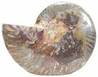 Split Black/Orange Ammonite (Half) - Unusual Coloration #55692-1